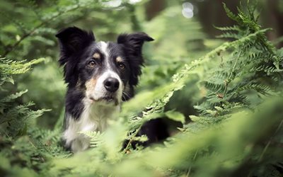 Border Collie Dog, forest, close-up, bokeh, pets, cute animals, black white border collie, dogs, Border Collie
