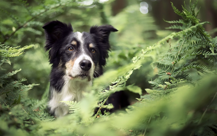 Border Collie Hund, skogen, close-up, bokeh, husdjur, s&#246;ta djur, svart vit border collie, hundar, Border Collie
