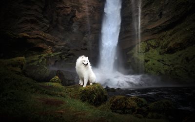 Samoyed Dog, waterfall, furry dog, cute animals, white dog, dogs, pets, Samoyed