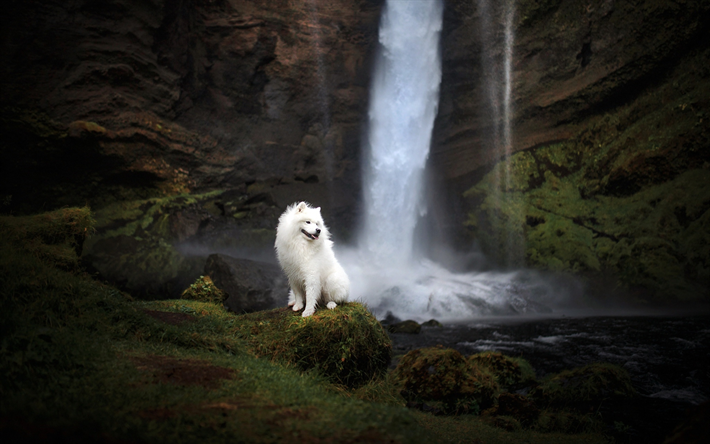 samojede hund, wasserfall, pelzigen hund, niedliche tiere, wei&#223;en hund, hunde, haustiere, samojede