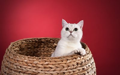 British Shorthair cat, basket, pets, gray cat, big eyes, cat on a red background, breeds of British cats