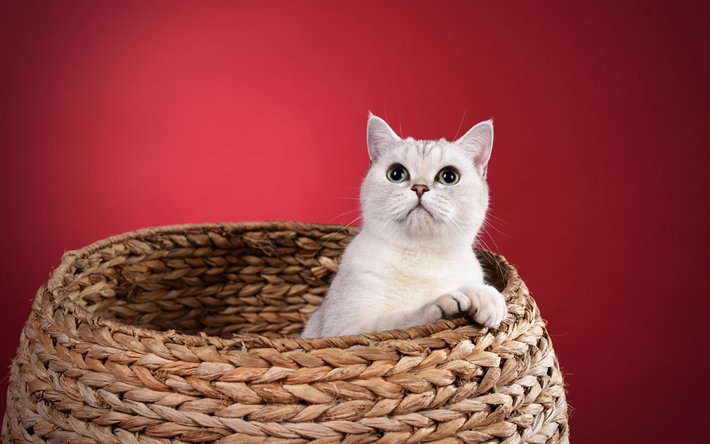 イギリスShorthair猫, バスケット, ペット, 灰色猫, 大きな目, 猫の赤い背景, 品種のイギリス猫