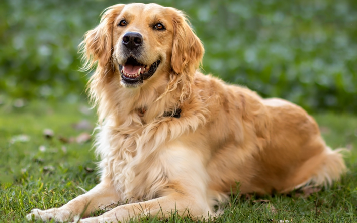 golden retriever, grande cachorro marrom, animais fofos, labrador, animais de estima&#231;&#227;o, cachorro na grama