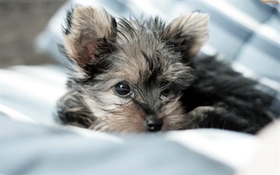 Gray Yorkie, close-up, Yorkshire Terrier, cute dog, dogs, Yorkie, cute animals, pets, Yorkshire Terrier Dog