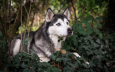 Husky, forest, large white dog, pets, cute animals, dog breeds, dog with blue eyes, evening