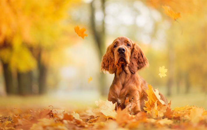 Cocker Spaniel, parque, bokeh, marr&#243;n spaniel, oto&#241;o, simp&#225;ticos animales, perros, mascotas, Cocker Spaniel Perro