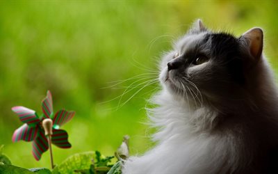 furry gray cat, cute pets, curiosity concepts, beautiful cat