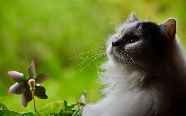 peludo gato cinzento, animais de estima&#231;&#227;o bonitos, curiosidade conceitos, belo gato