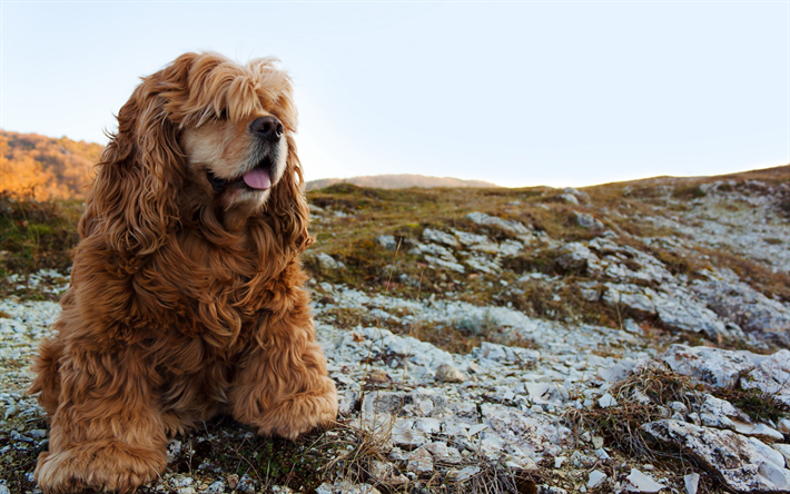 Spaniel, close-up, shaggy spaniel, cute animals, shaggy dog, dogs, pets, Spaniel Dog