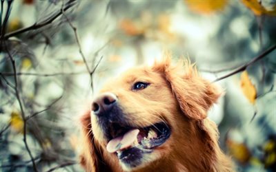 Golden Retriever, close-up, labrador, autumn, dogs, pets, cute dogs, Golden Retriever Dogs