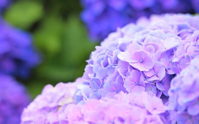 Hydrangea, 4k, close-up, violet hydrangea, violet flowers