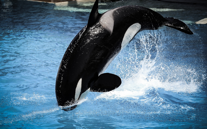 killer whale, dolphinarium, swimming pool, dangerous whales