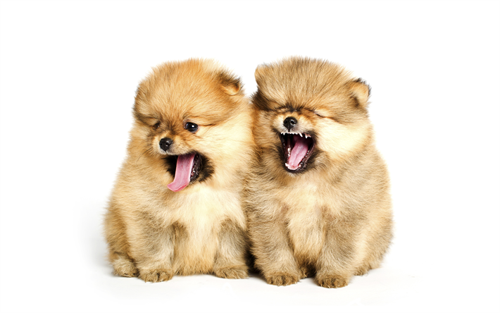 ダウンロード画像 4k スピッツ 家族 ふんわり犬 かわいい動物たち 子犬 犬 ポメラニアン ペット ポメラニアン スピッツ フリー のピクチャを無料デスクトップの壁紙