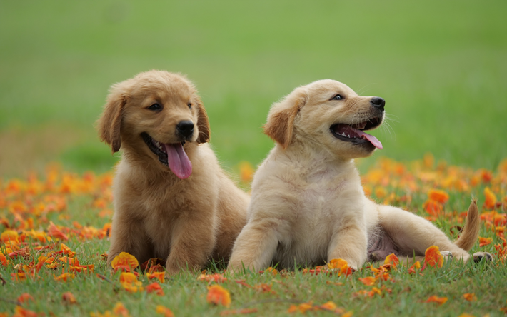 ゴールデンretrievers, 少子犬, 緑の芝生, かわいい犬, labradors, ペット