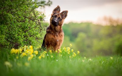 German Shepherd, lawn, puppy, small dog, bokeh, pets, dogs, German Shepherd Dog