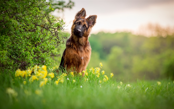 deutscher sch&#228;ferhund, wiese, welpe, kleiner hund, bokeh, haustiere, hunde