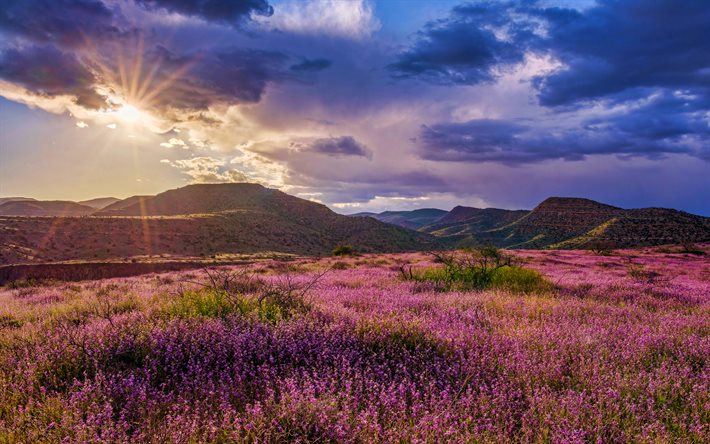Grand Canyon, 4k, prados, flores roxas, p&#244;r do sol, montanhas, Clarkdale EUA, Am&#233;rica, bela natureza