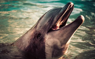 4k, delfines, tarde, puesta de sol, mar, mam&#237;feros, animales marinos