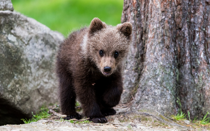 little bear, predator, cute animals, bears, wildlife, wild animals, bear cub