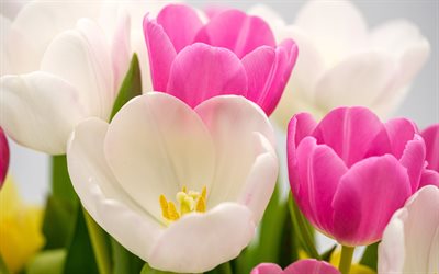 tulipanes, 4k, tulipanes rosas, tulipanes blancos, capullos de tulipanes, tulipanes de fondo, flores de primavera de fondo