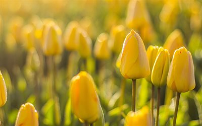 tulipani gialli, fiori di campo gialli, sera, tramonto, sfondo con tulipani gialli, bellissimi fiori gialli, tulipani