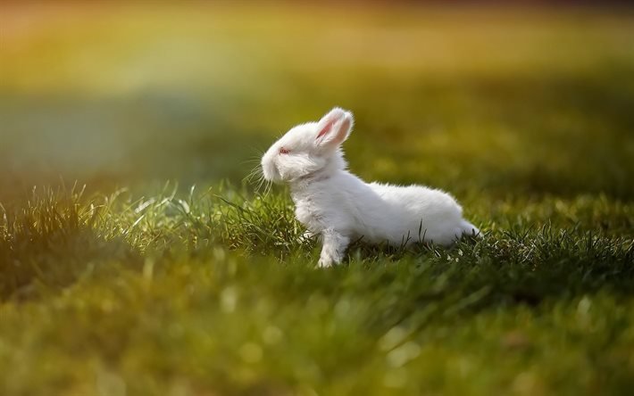coelho branco, bokeh, gramado, vida selvagem, animais fofos, coelho pequeno, coelhos