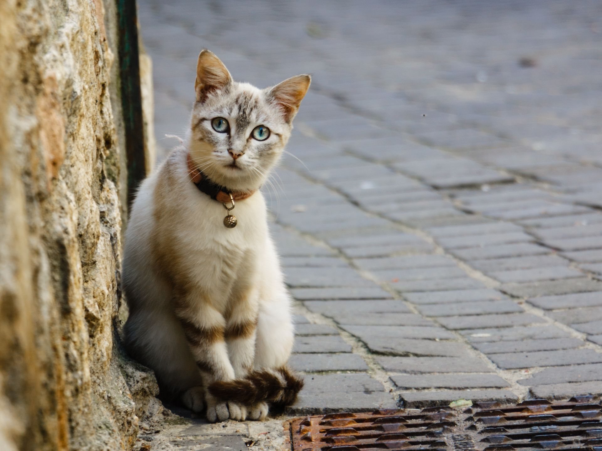 Кошка сидит на улице