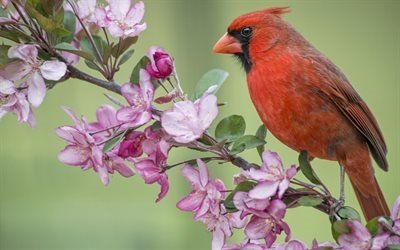 punainen kardinaali, lintu, branch, tai, neitsyt cardinal, kukkiva omenapuu