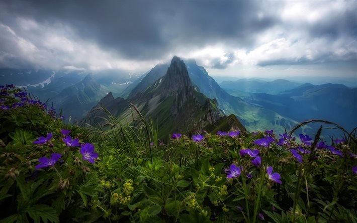 montagna, roccia, paesaggio, fiori di montagna, picco di montagna