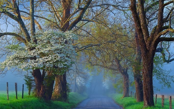 nebbia di mattina, primavera, strada