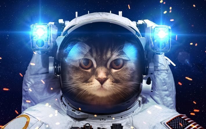 chat, costume, les animaux de compagnie, l&#39;astronaute