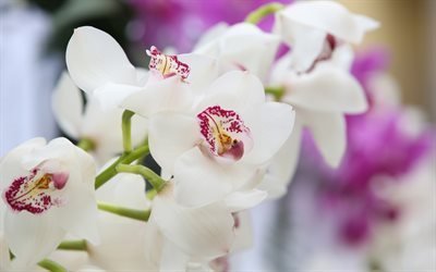 orkidea, valkoinen orkidea, orchid sivuliikkeen, kauniita kukkia, valkoiset kukat