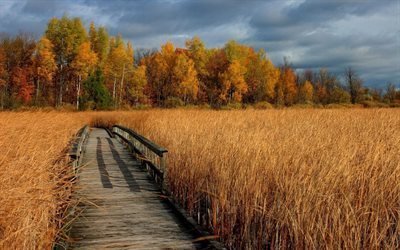 kamyshi, autumn, trees, wooden bridge