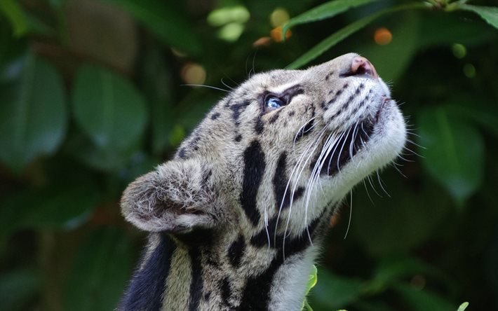 natureza, o gato selvagem, leopardo nebuloso