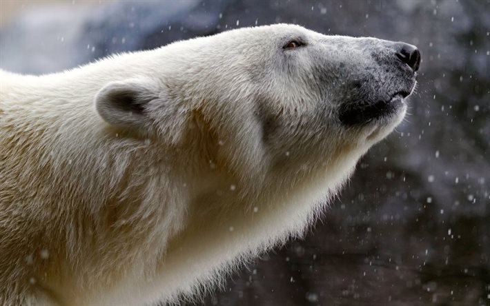 la natura, artico, fauna, orso polare