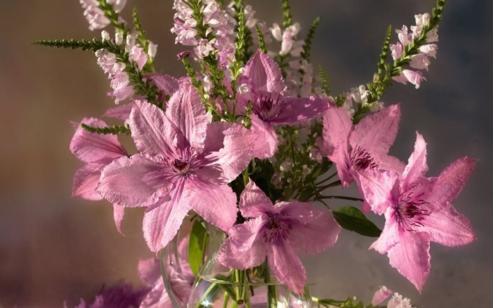 clematis, bouquet, flowers
