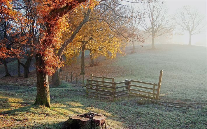autunno, ceppo, nebbia di mattina, albero, recinzione