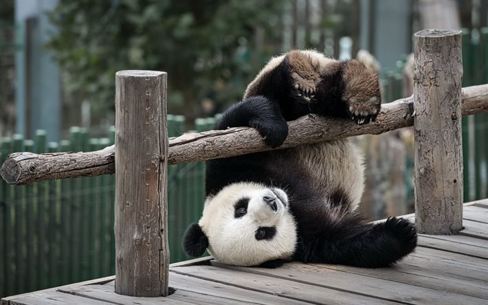 animais, jardim zool&#243;gico, panda