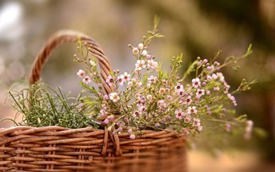 ramo, cesta, flores silvestres
