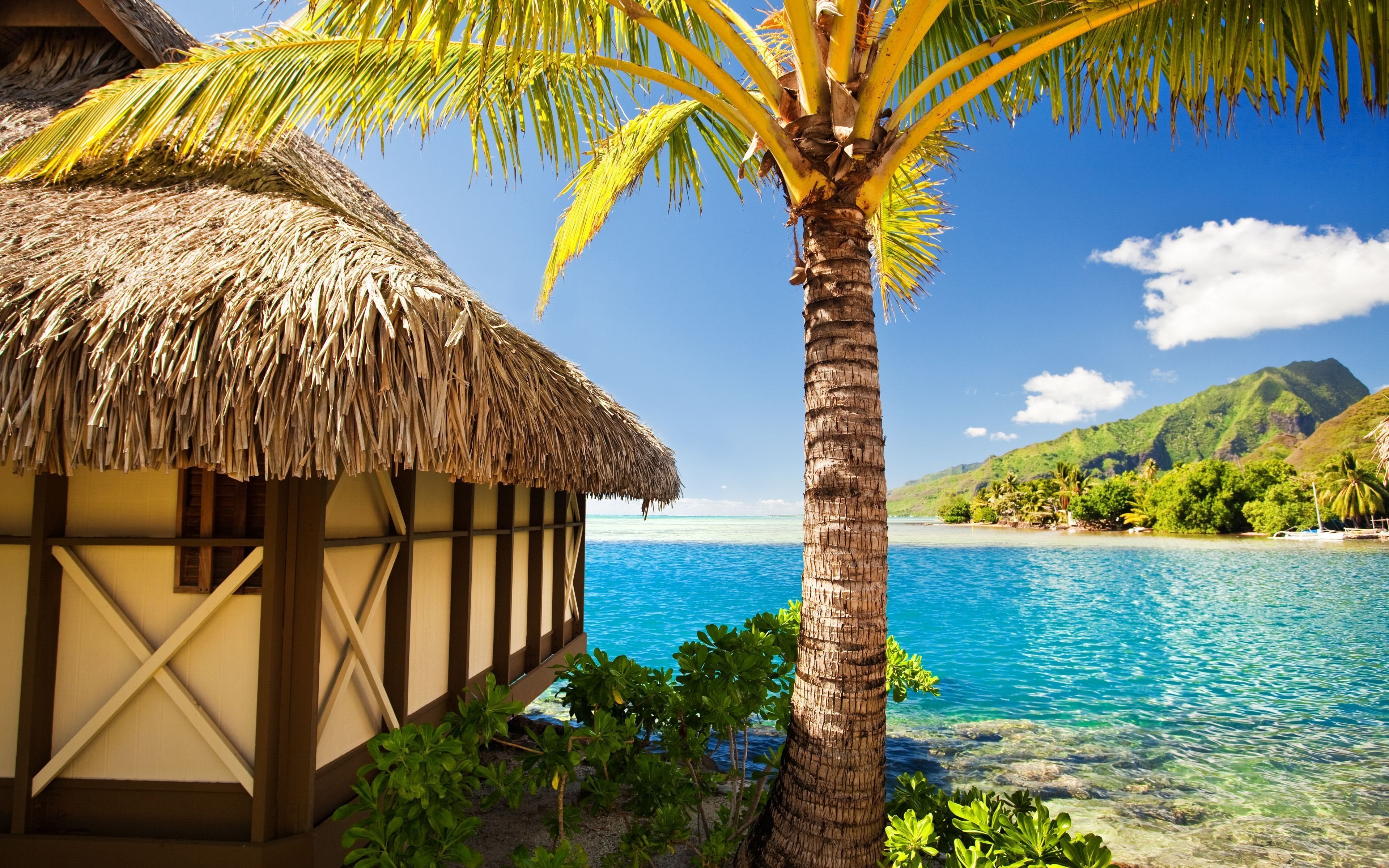 Download wallpapers palm trees, sea, sand, tropical paradise for ...