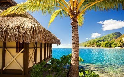 palm trees, sea, sand, tropical paradise