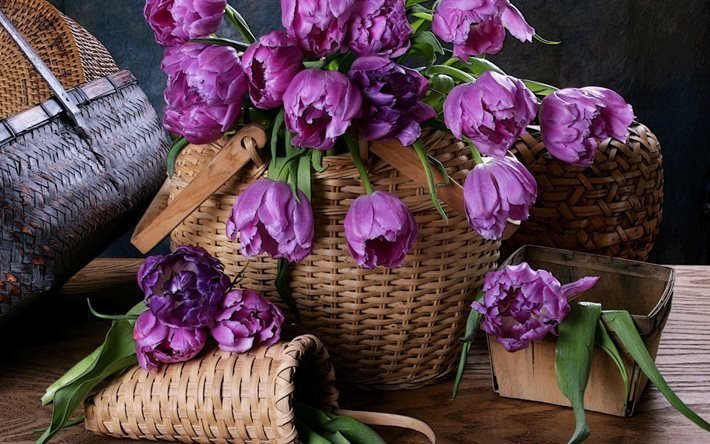 los tulipanes, cesta de mimbre, flores