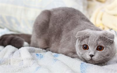 grey cat, scottish fold