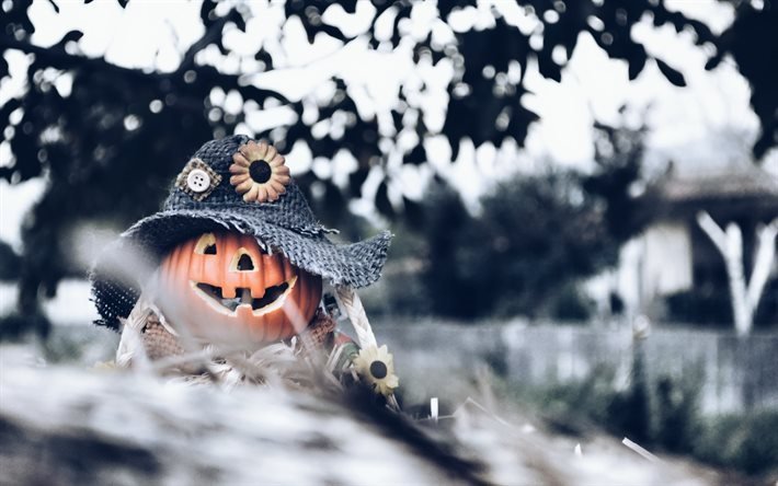 halloween, October 30, pumpkin, decoration, forest