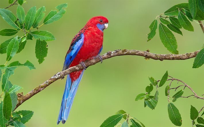 parrot, platycerus elegans, 赤むことが, 豪州