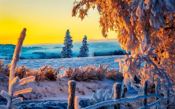 alberi, un mattino d&#39;inverno, recinzione, neve