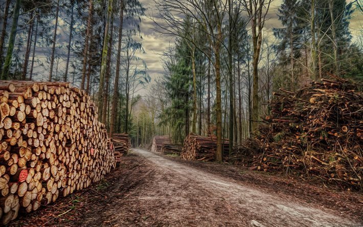 nature, forest, road, logging