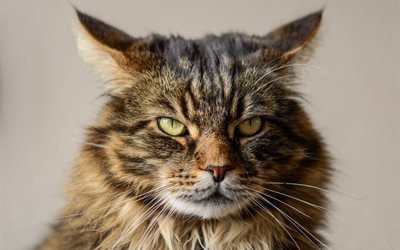 predator, grumpy cat