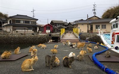 aoshima, saaren kissat, miyazaki prefektuurissa, japani