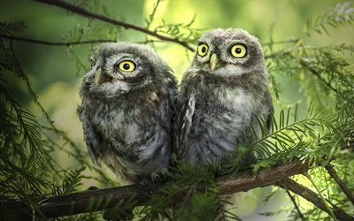 forest, birds, nature, two owls